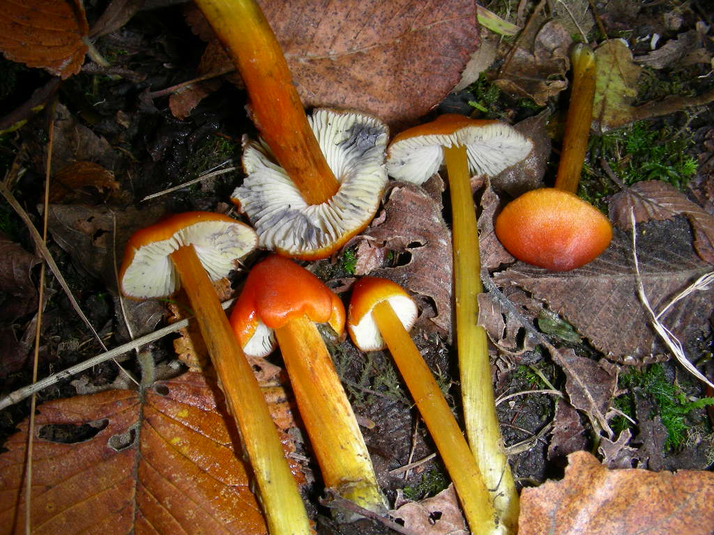 Hygrocybe conica ...